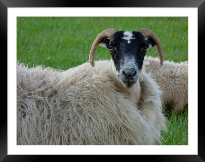 Scottish Blackface Sheep Framed Mounted Print by Danilo Cattani