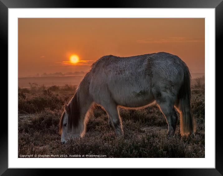 New Forest Pony at Dawn Framed Mounted Print by Stephen Munn