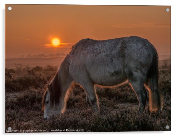 New Forest Pony at Dawn Acrylic by Stephen Munn