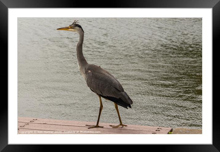 Grey Heron Surveying the Boardwalk Framed Mounted Print by Ken Hunter