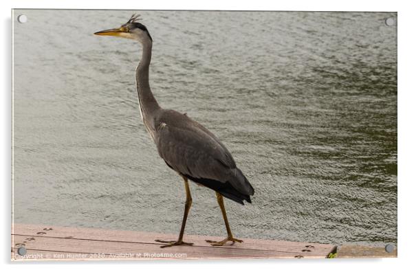 Grey Heron Surveying the Boardwalk Acrylic by Ken Hunter