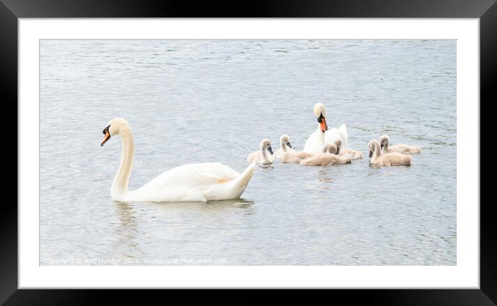 Mute Swans with Young In High-key Image Framed Mounted Print by Ken Hunter