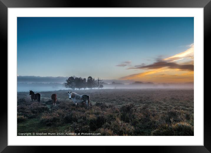 Horses at Dawn, New Forest National Park Framed Mounted Print by Stephen Munn