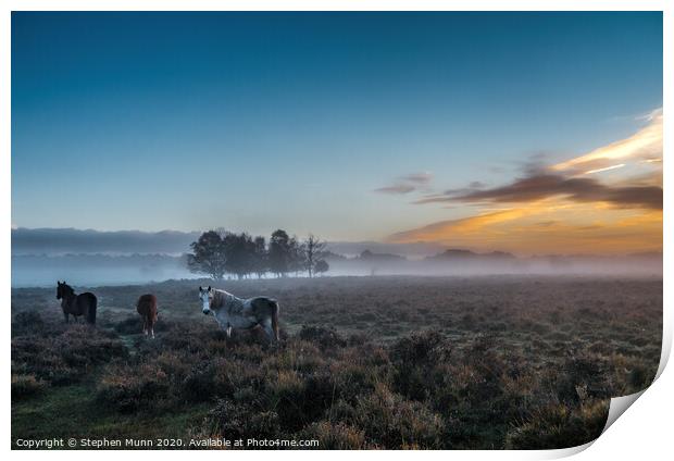 Horses at Dawn, New Forest National Park Print by Stephen Munn