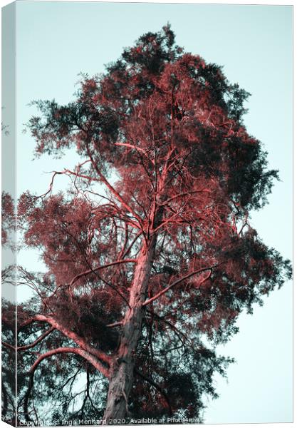 Red hair tree Canvas Print by Ingo Menhard