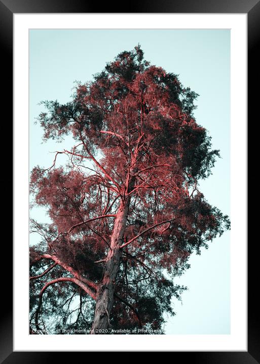 Red hair tree Framed Mounted Print by Ingo Menhard
