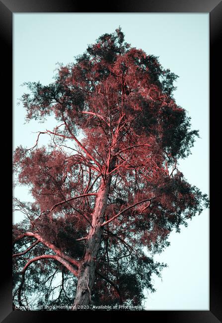 Red hair tree Framed Print by Ingo Menhard