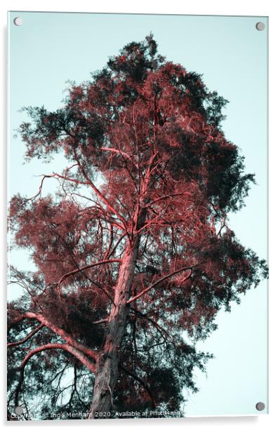 Red hair tree Acrylic by Ingo Menhard