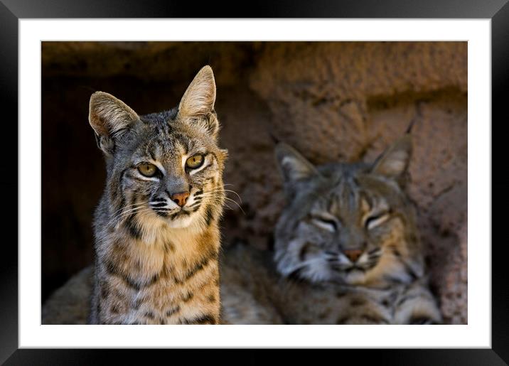 Two Bobcats Framed Mounted Print by Arterra 