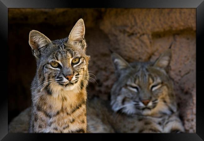 Two Bobcats Framed Print by Arterra 