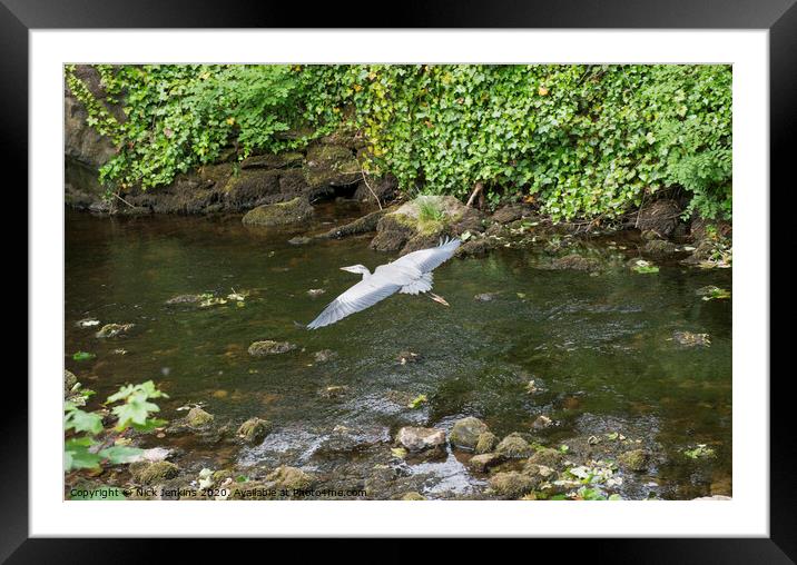 Grey Heron over Clapham Beck Clapham Yorkshire  Framed Mounted Print by Nick Jenkins