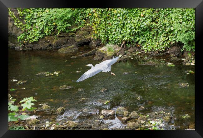 Grey Heron over Clapham Beck Clapham Yorkshire  Framed Print by Nick Jenkins