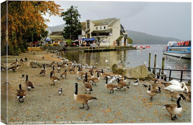 Windermere Geese Canvas Print by Diana Mower