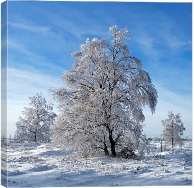 Birch Tree in the Snow in Winter Canvas Print by Arterra 