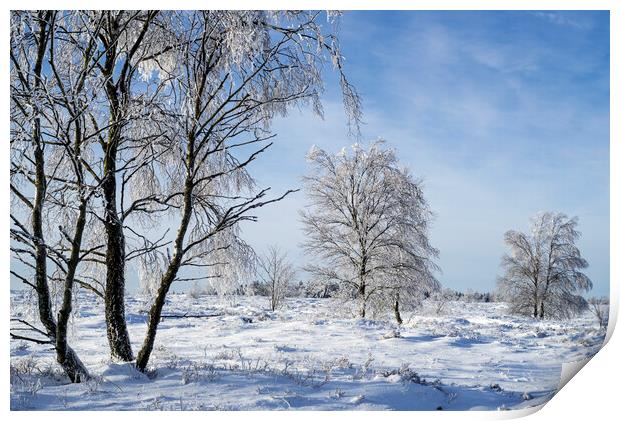 Birch Trees in Winter Landscape Print by Arterra 