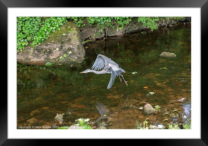 Grey Heron Flying over Clapham Beck Yorkshire Dale Framed Mounted Print by Nick Jenkins