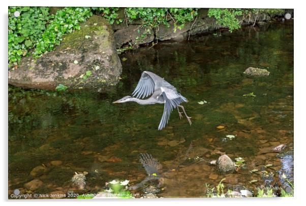 Grey Heron Flying over Clapham Beck Yorkshire Dale Acrylic by Nick Jenkins