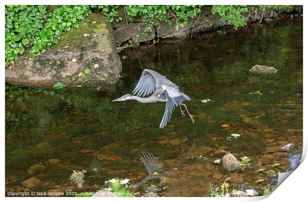 Grey Heron Flying over Clapham Beck Yorkshire Dale Print by Nick Jenkins