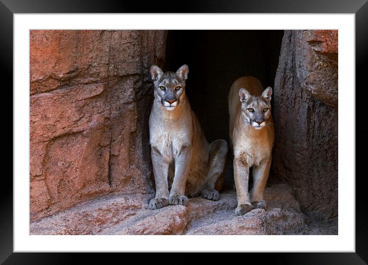 Two Pumas at Cave Entrance Framed Mounted Print by Arterra 