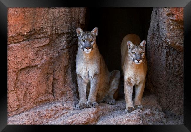 Two Pumas at Cave Entrance Framed Print by Arterra 