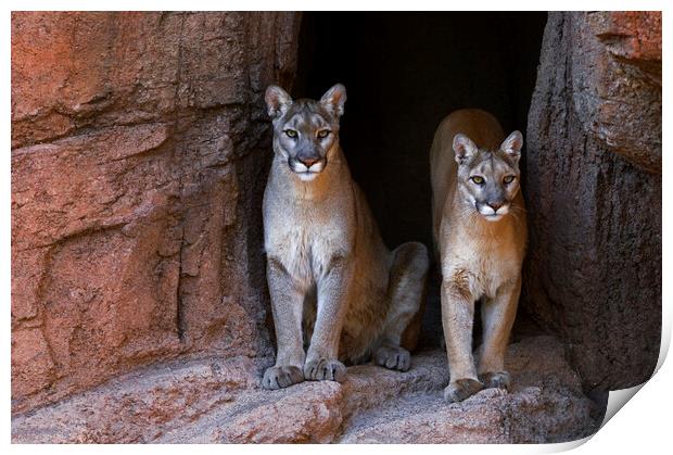 Two Pumas at Cave Entrance Print by Arterra 