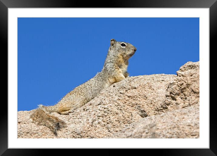 Rock Squirrel Framed Mounted Print by Arterra 