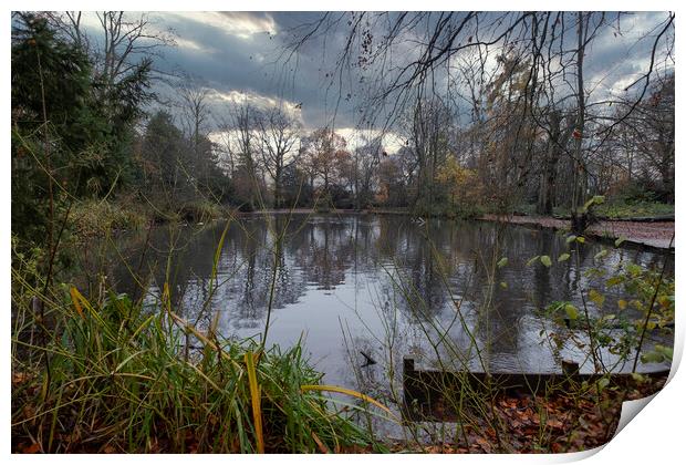 Apley Woods Print by simon alun hark