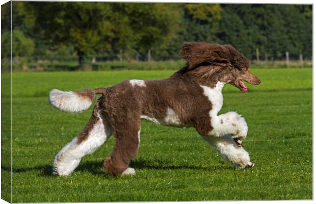 Harlequin Poodle Canvas Print by Arterra 