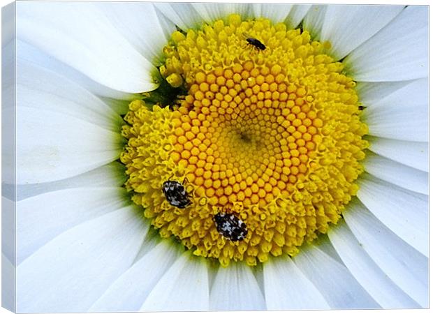 Pollen Harvest in the white daisy Canvas Print by Patti Barrett