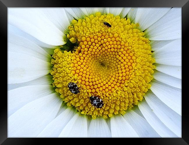 Pollen Harvest in the white daisy Framed Print by Patti Barrett