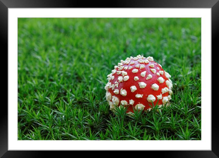Fly Agaric on Moss Framed Mounted Print by Arterra 