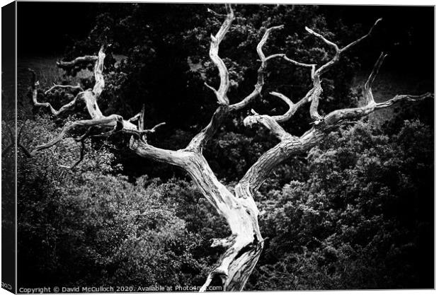 The barren tree Canvas Print by David McCulloch