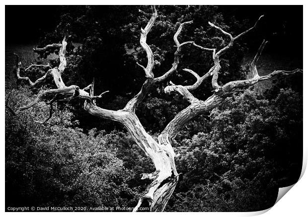 The barren tree Print by David McCulloch