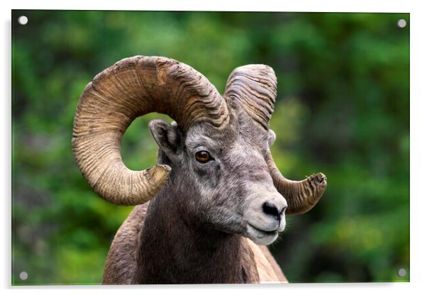 Bighorn Sheep Ram Acrylic by Arterra 