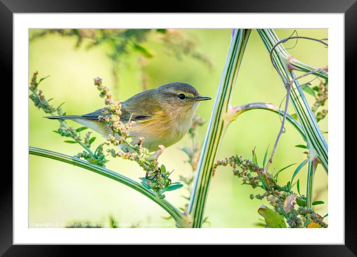 Common Chiffchaff hopping amongst the undergrowth Framed Mounted Print by Stephen Rennie