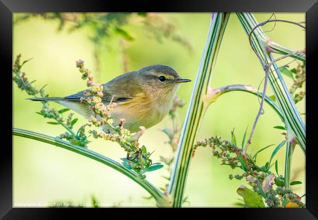 Common Chiffchaff hopping amongst the undergrowth Framed Print by Stephen Rennie