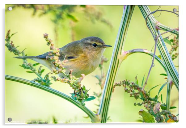 Common Chiffchaff hopping amongst the undergrowth Acrylic by Stephen Rennie