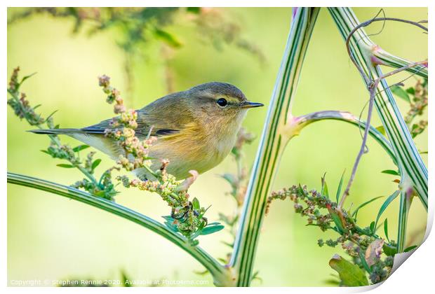 Common Chiffchaff hopping amongst the undergrowth Print by Stephen Rennie