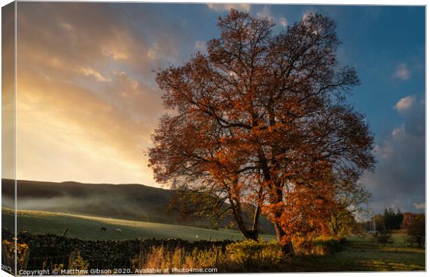 Stunning vibrant Autumn Fall landscape of countryside in Lake District with lovely golden light on trees and hills Canvas Print by Matthew Gibson