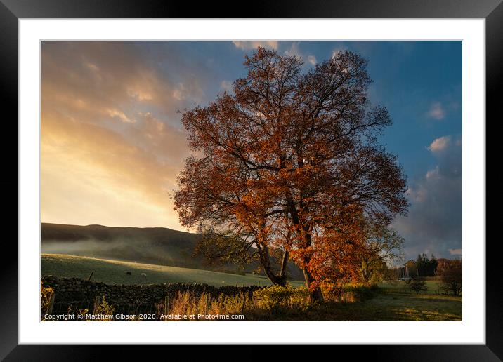 Stunning vibrant Autumn Fall landscape of countryside in Lake District with lovely golden light on trees and hills Framed Mounted Print by Matthew Gibson