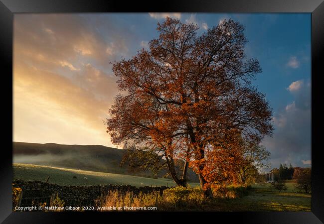 Stunning vibrant Autumn Fall landscape of countryside in Lake District with lovely golden light on trees and hills Framed Print by Matthew Gibson
