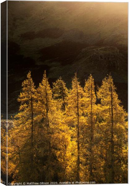 Majestic Autumn Fall landscape of backlit larch trees in Lake District viewed from Hallin Fell durnig a cold morning Canvas Print by Matthew Gibson