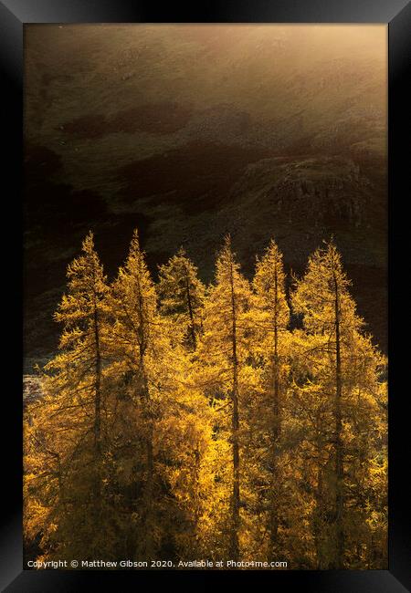 Majestic Autumn Fall landscape of backlit larch trees in Lake District viewed from Hallin Fell durnig a cold morning Framed Print by Matthew Gibson