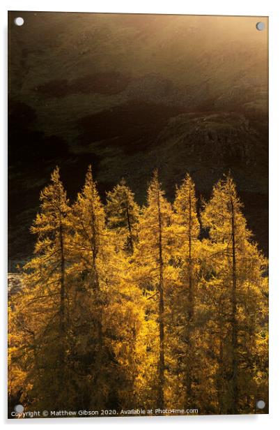 Majestic Autumn Fall landscape of backlit larch trees in Lake District viewed from Hallin Fell durnig a cold morning Acrylic by Matthew Gibson