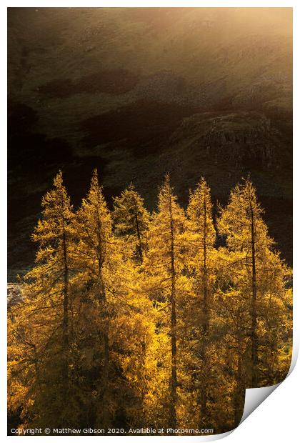 Majestic Autumn Fall landscape of backlit larch trees in Lake District viewed from Hallin Fell durnig a cold morning Print by Matthew Gibson
