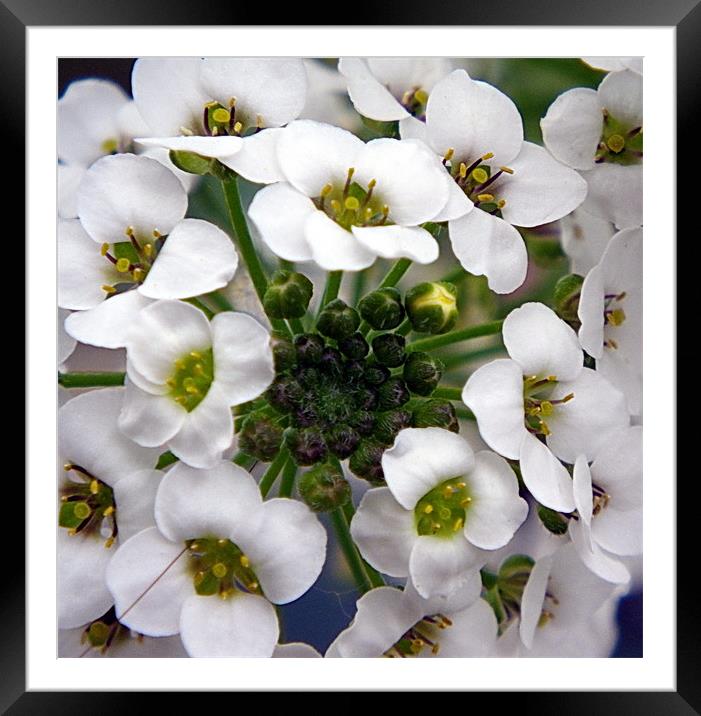 Tiny white flowers with more to come Framed Mounted Print by Patti Barrett