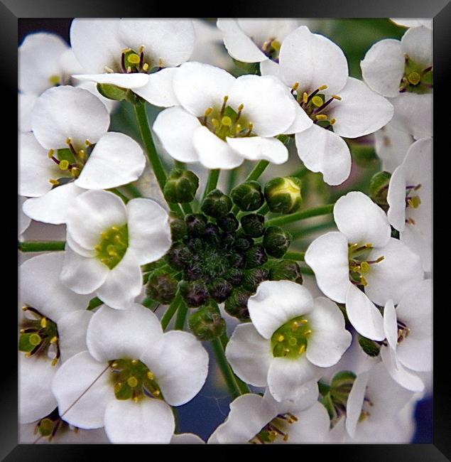 Tiny white flowers with more to come Framed Print by Patti Barrett