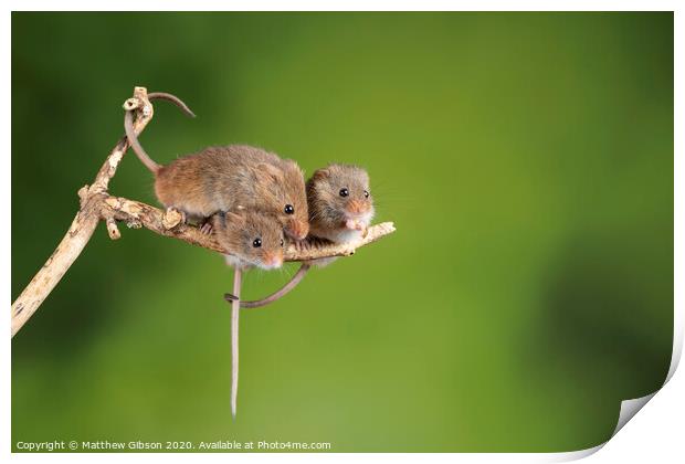 ADorable and Cute harvest mice micromys minutus on wooden stick with neutral green background in nature Print by Matthew Gibson