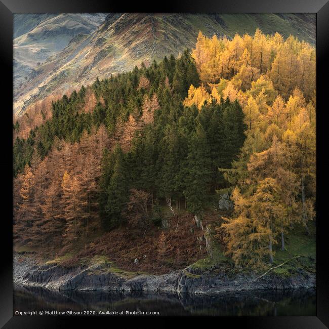 Beautiful landscape image of Autumn Fall with vibrant pine and larch trees against majestic setting of Hawes Water and High Stile peak in Lake District Framed Print by Matthew Gibson
