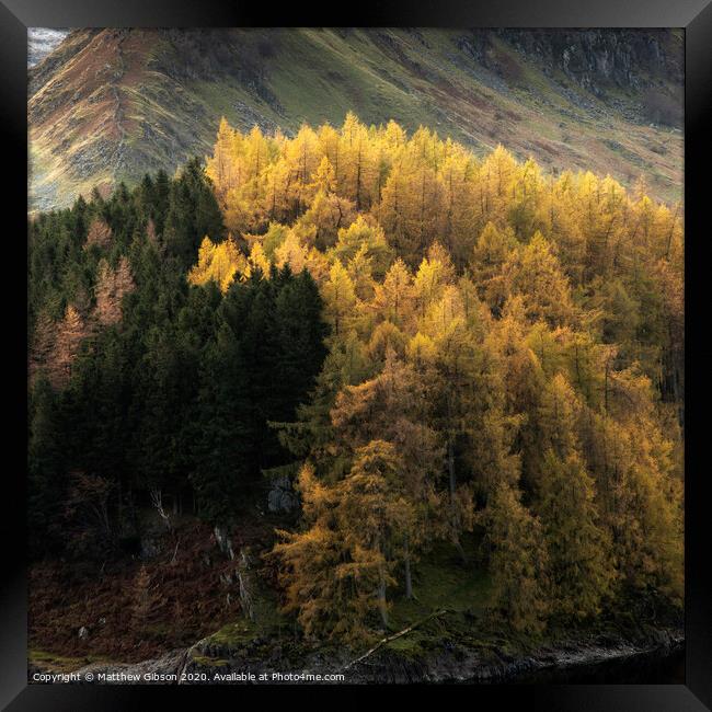 Beautiful landscape image of Autumn Fall with vibrant pine and larch trees against majestic setting of Hawes Water and High Stile peak in Lake District Framed Print by Matthew Gibson
